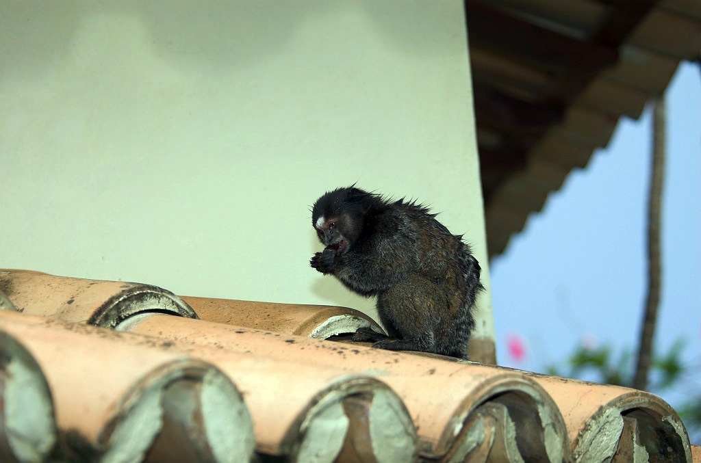 Fotos Mammals South America Tufted Eared Marmoset Marmoset Canaster